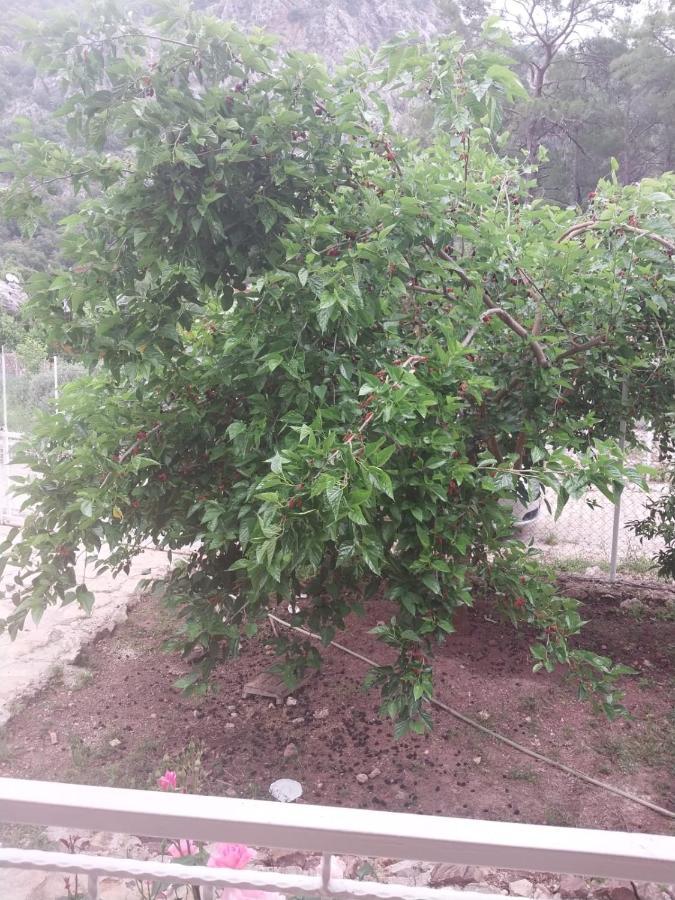 Village Garden Pansiyon Antalya Kültér fotó